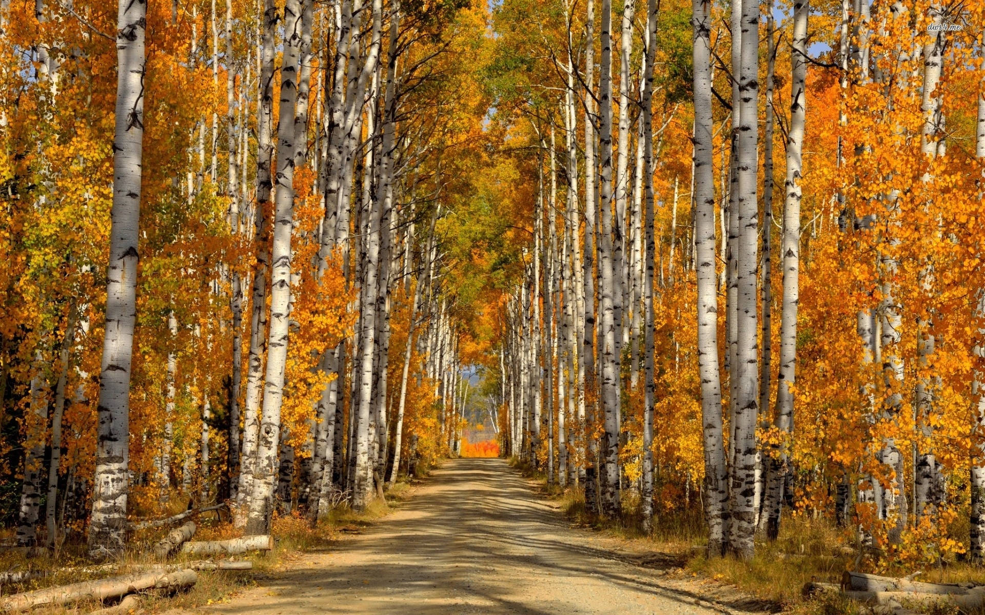 Stunning White Birch Tree Park Background