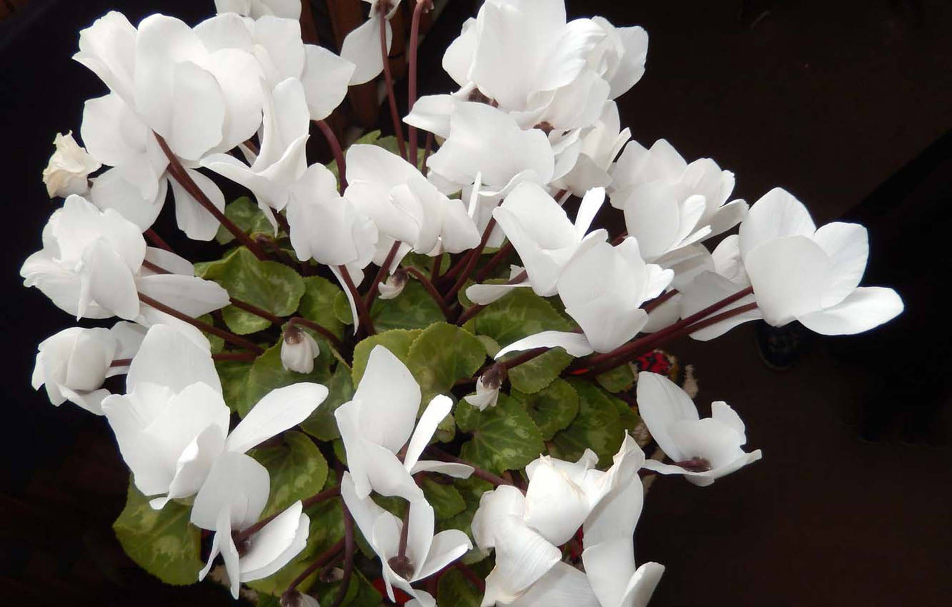 Stunning White Cyclamen In Full Bloom Background
