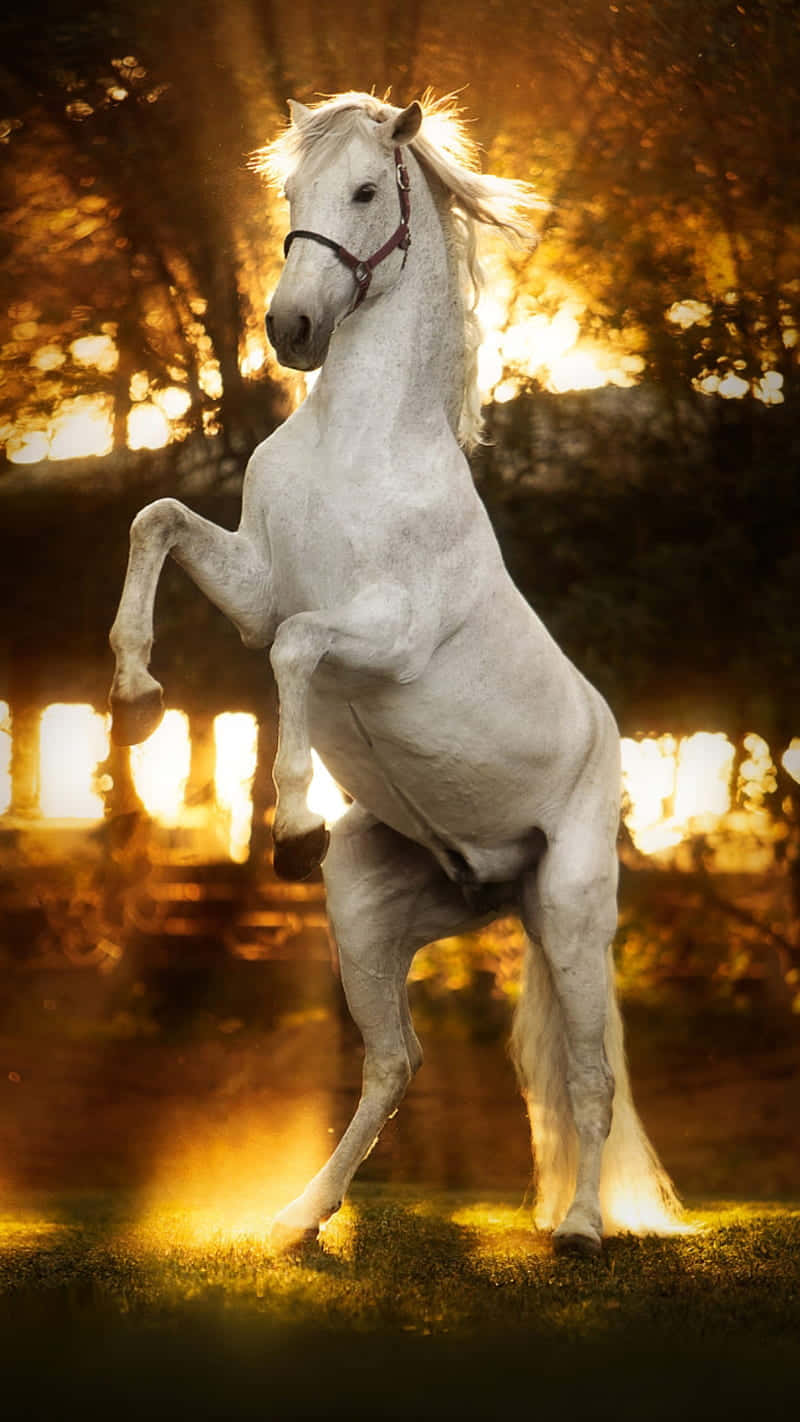 Stunning White Horse Background
