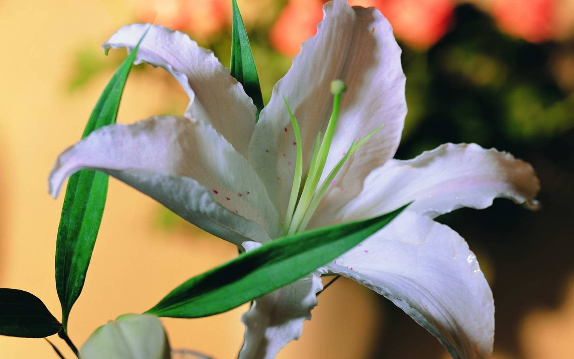 Stunning White Lily Flower Background