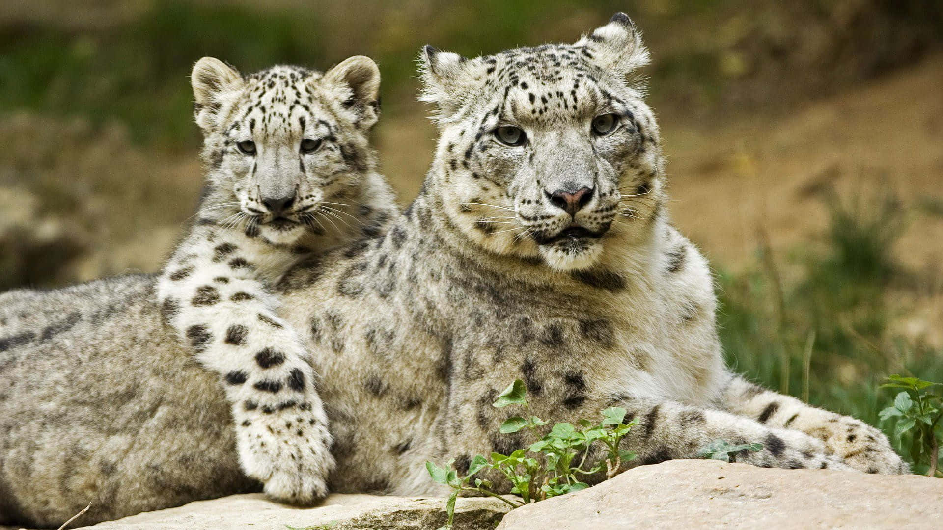 Stunning Wildlife Splendor On Desktop Background