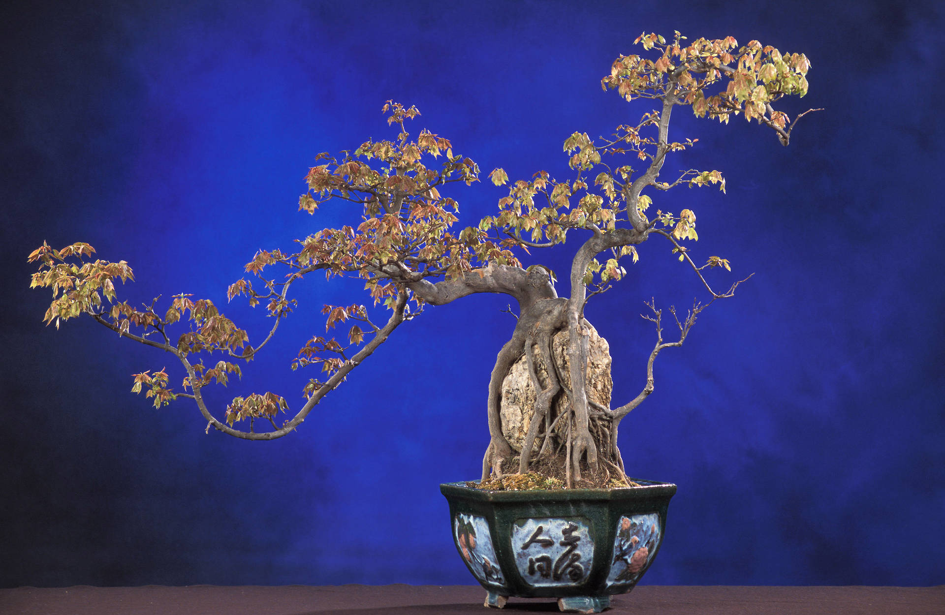 Sturdy Bonsai Tree In Full Cascade- Kengai Style Background