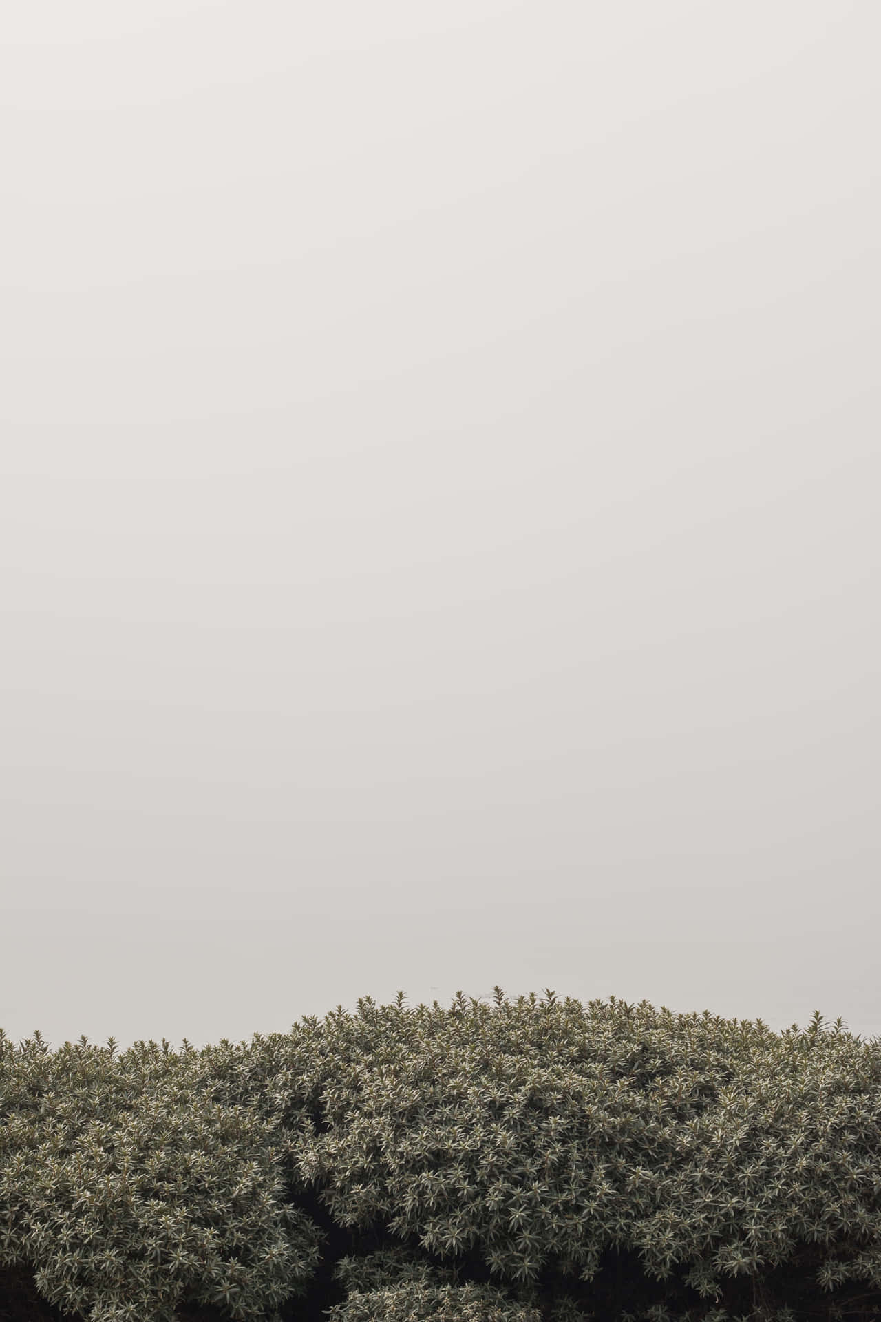 Stylish Aesthetic Minimalist Wallpaper For Iphone Background