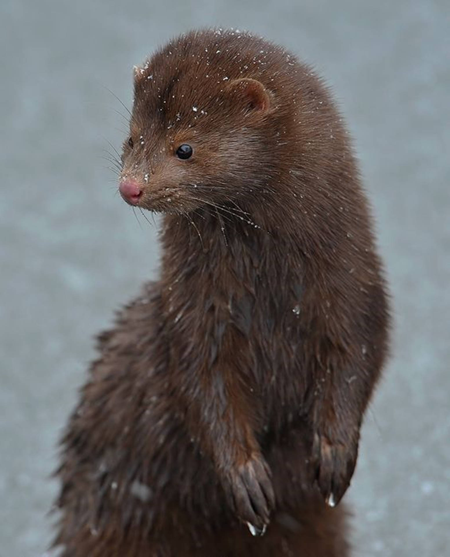 Stylish Brown Mink Background