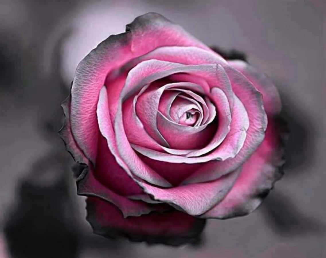 Stylish Gray And Pink Abstract Design Background