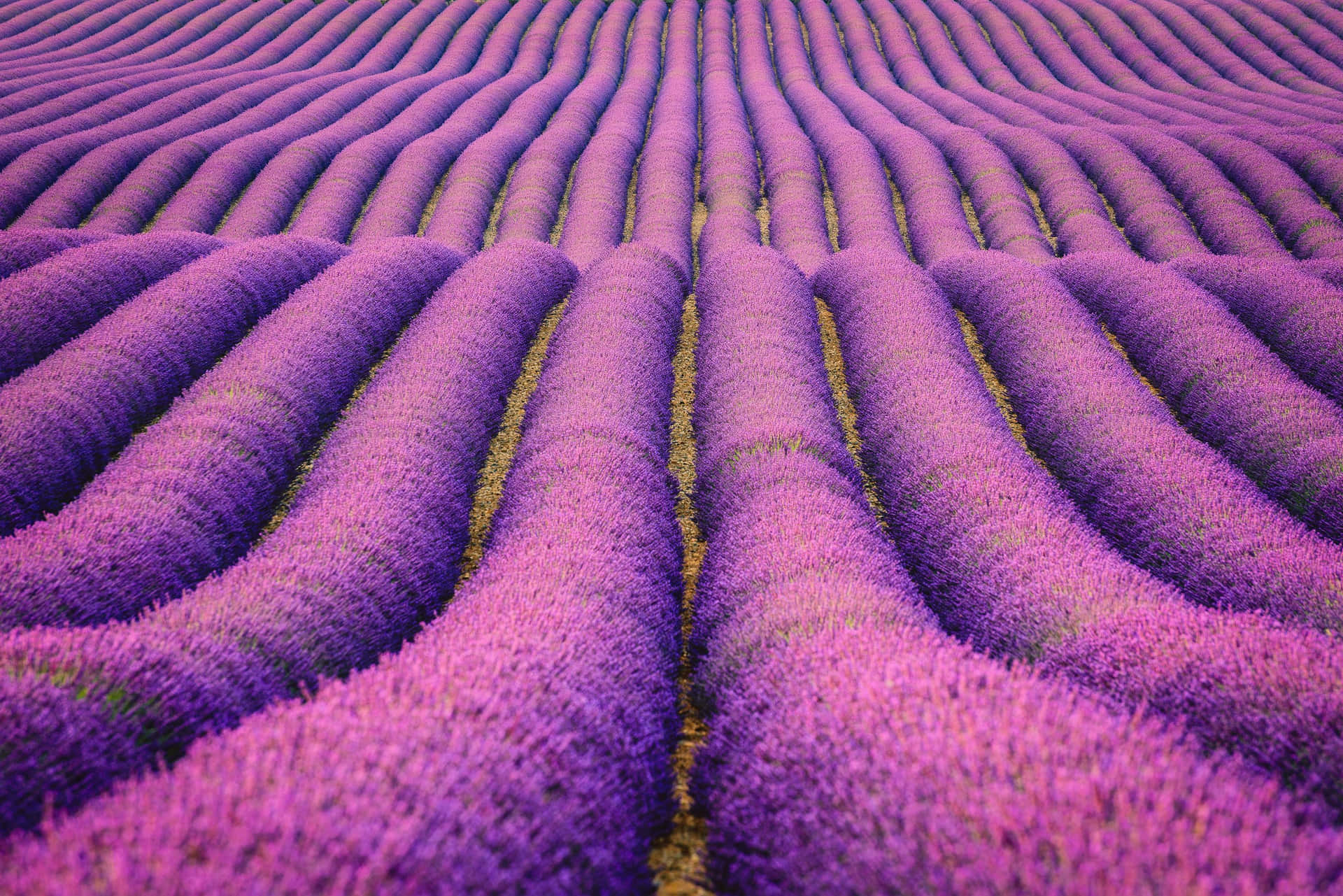 Stylish Lavender Aesthetic Laptop Background