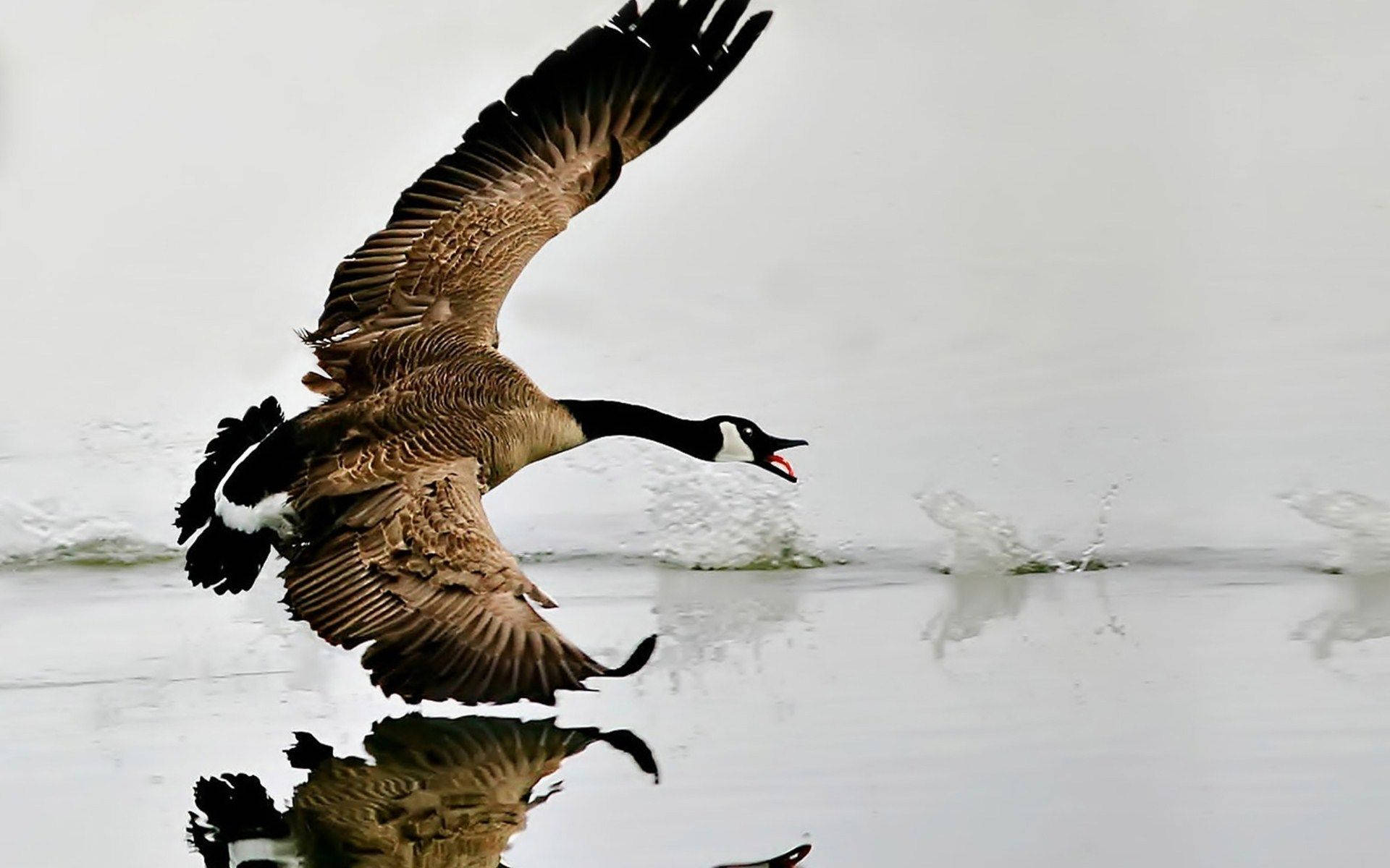 Stylish Picture Of Wild Goose Background