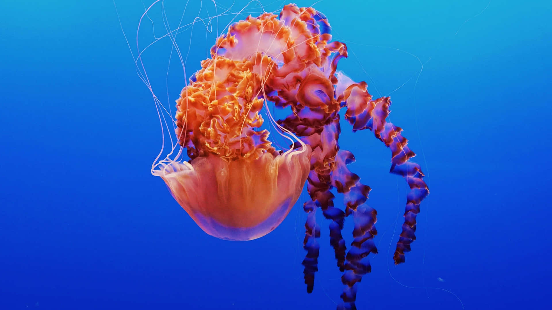 Submerge In The World Of 4k Jellyfish