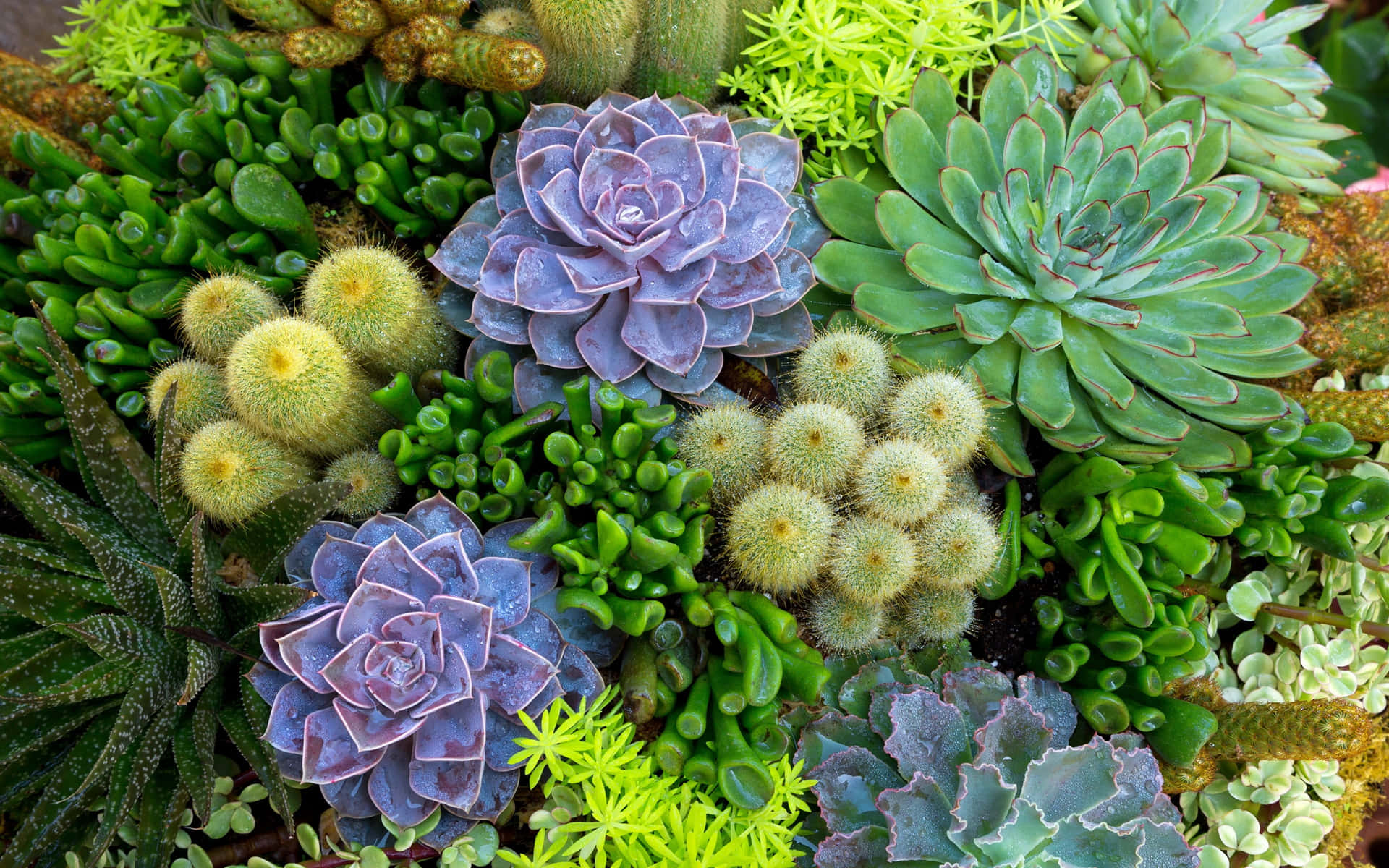 Succulent Garden Variety.jpg Background