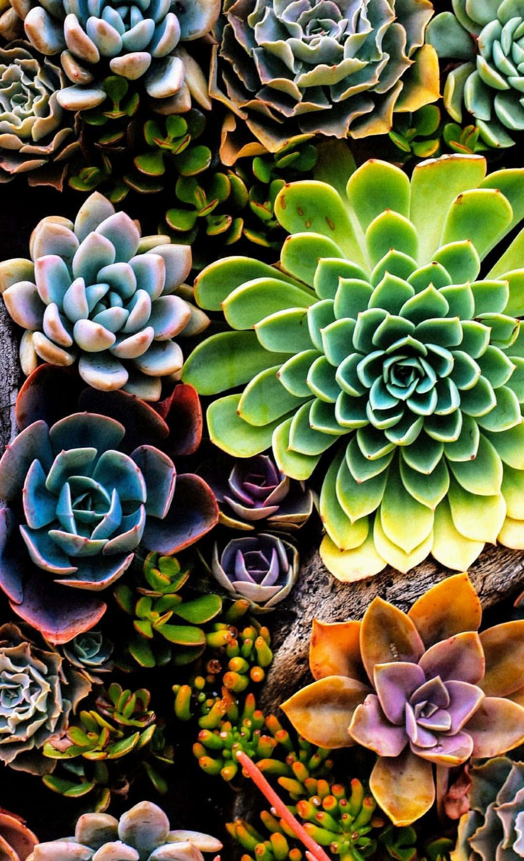 Succulent Iphone Colorful Groups Background