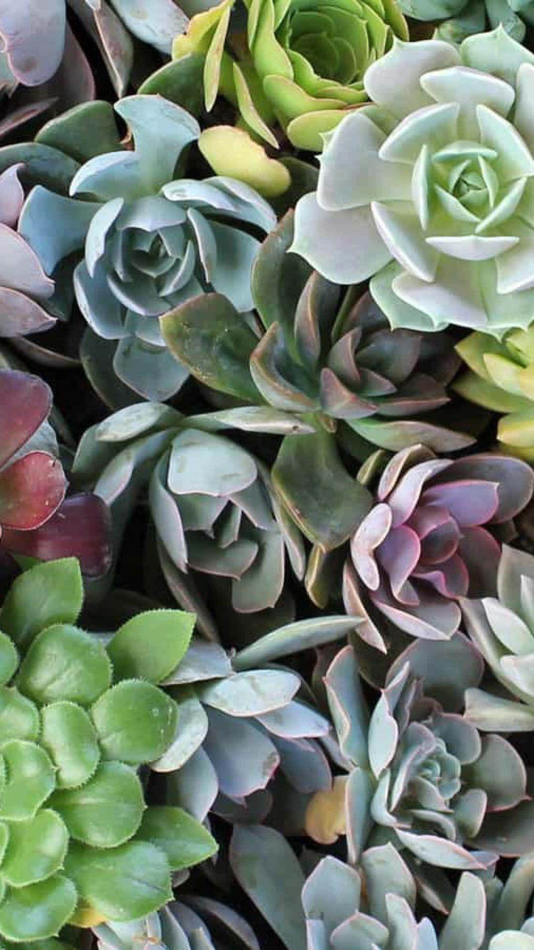 Succulent Iphone Different Colored Clusters