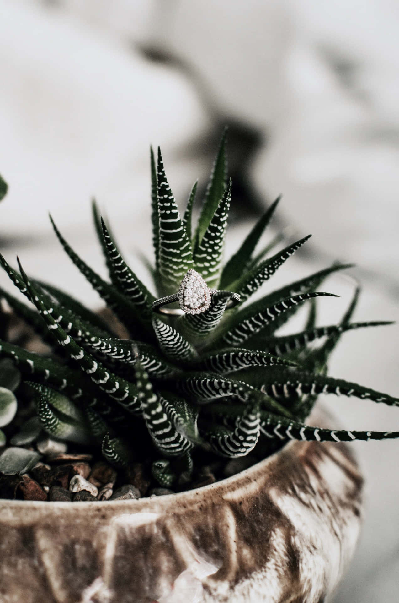 Succulent Iphone In Vintage Pot Background