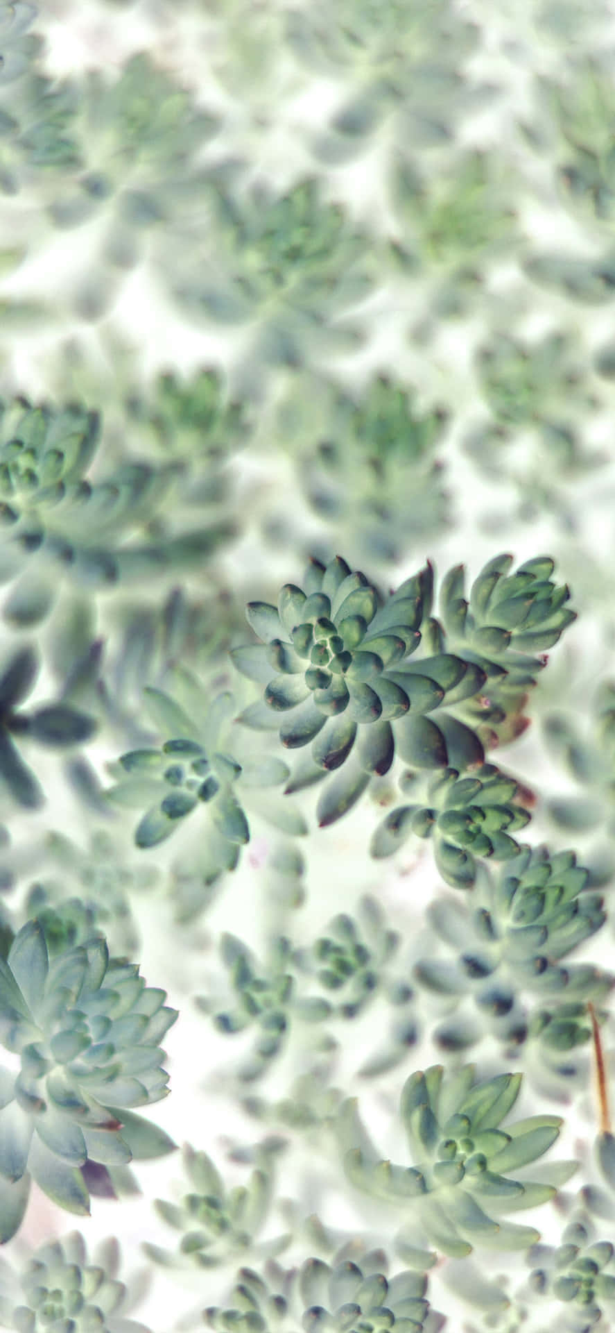 Succulent Iphone Pattern Background