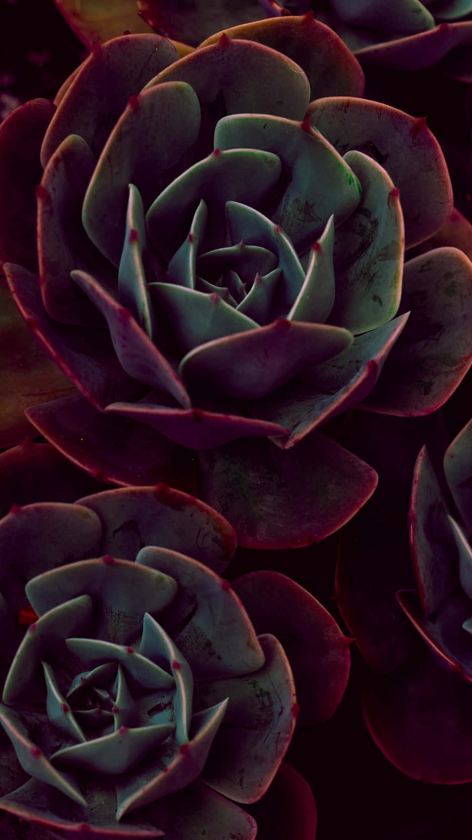 Succulent Iphone Red Close-up Background