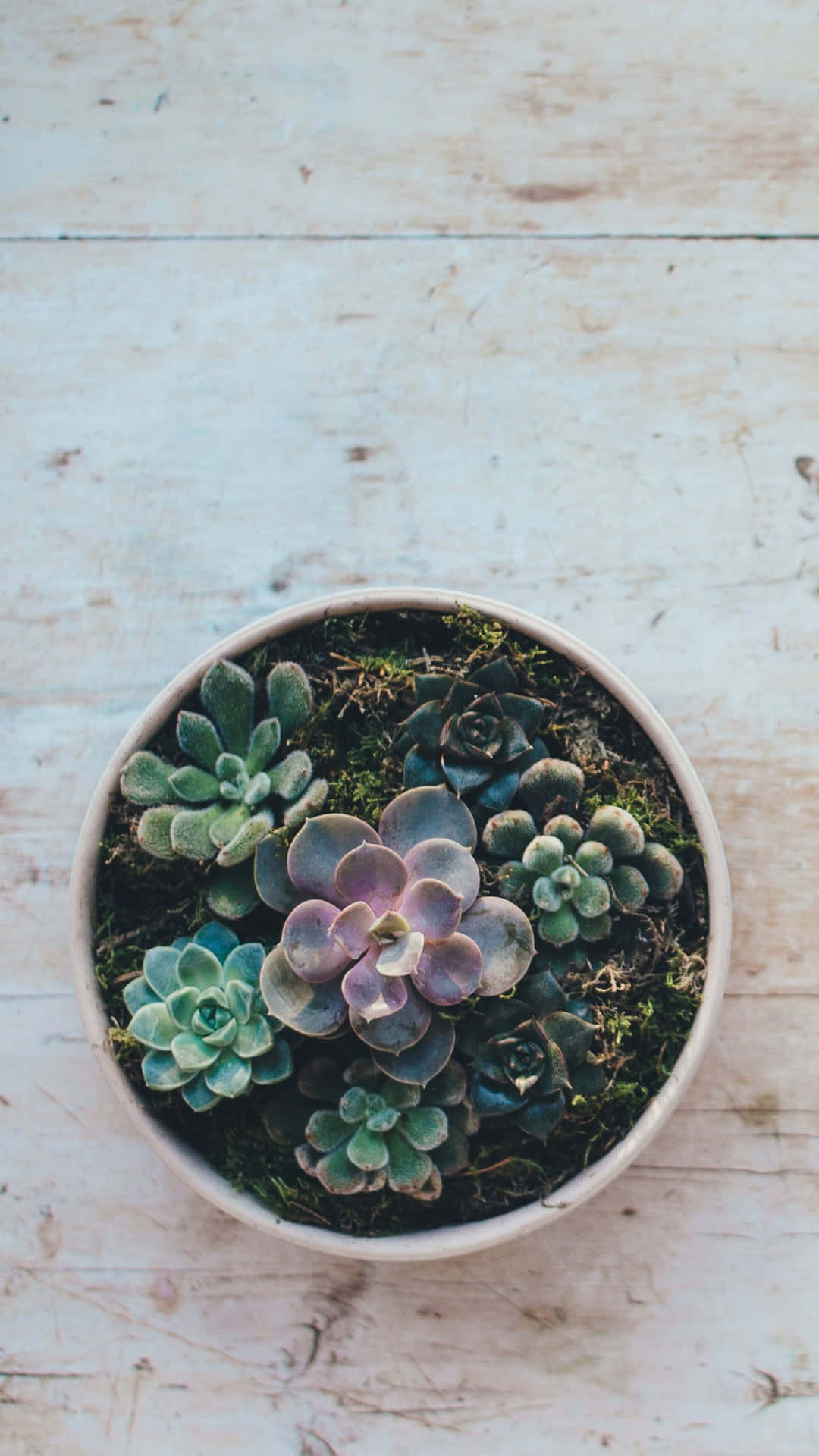 Succulent Iphone Top View Vase Background