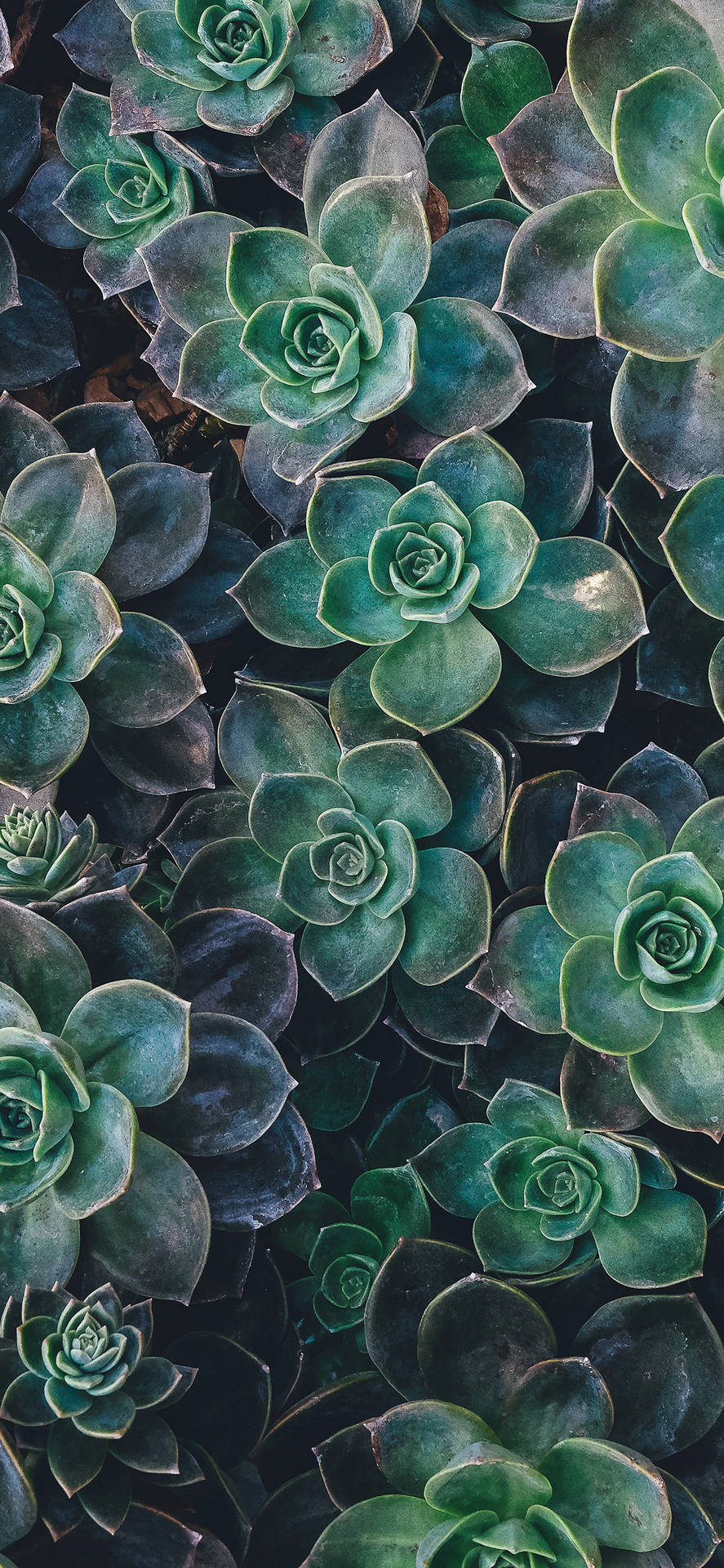 Succulent Leaves Cool Android Background