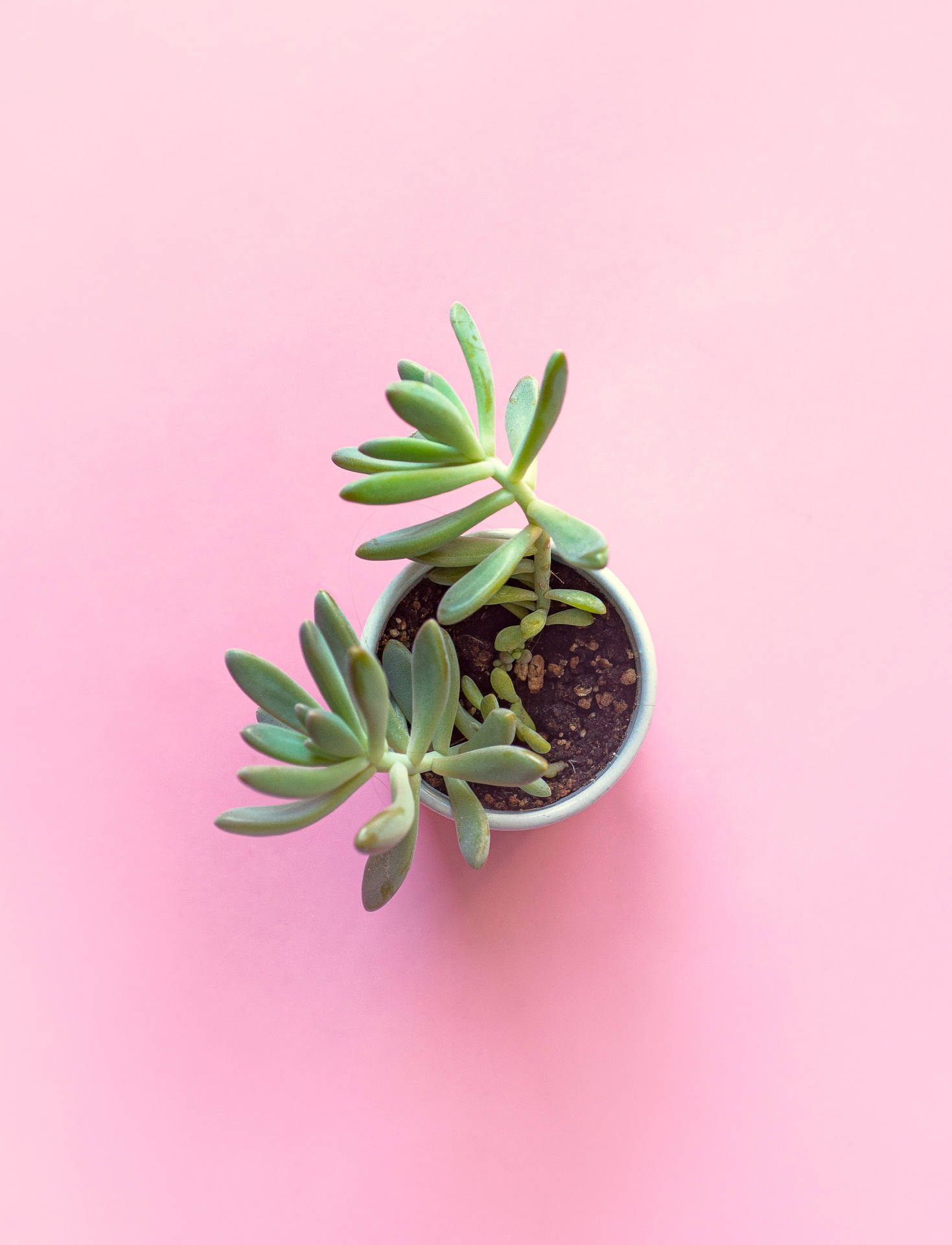 Succulent On Pastel Pink Color Table Background