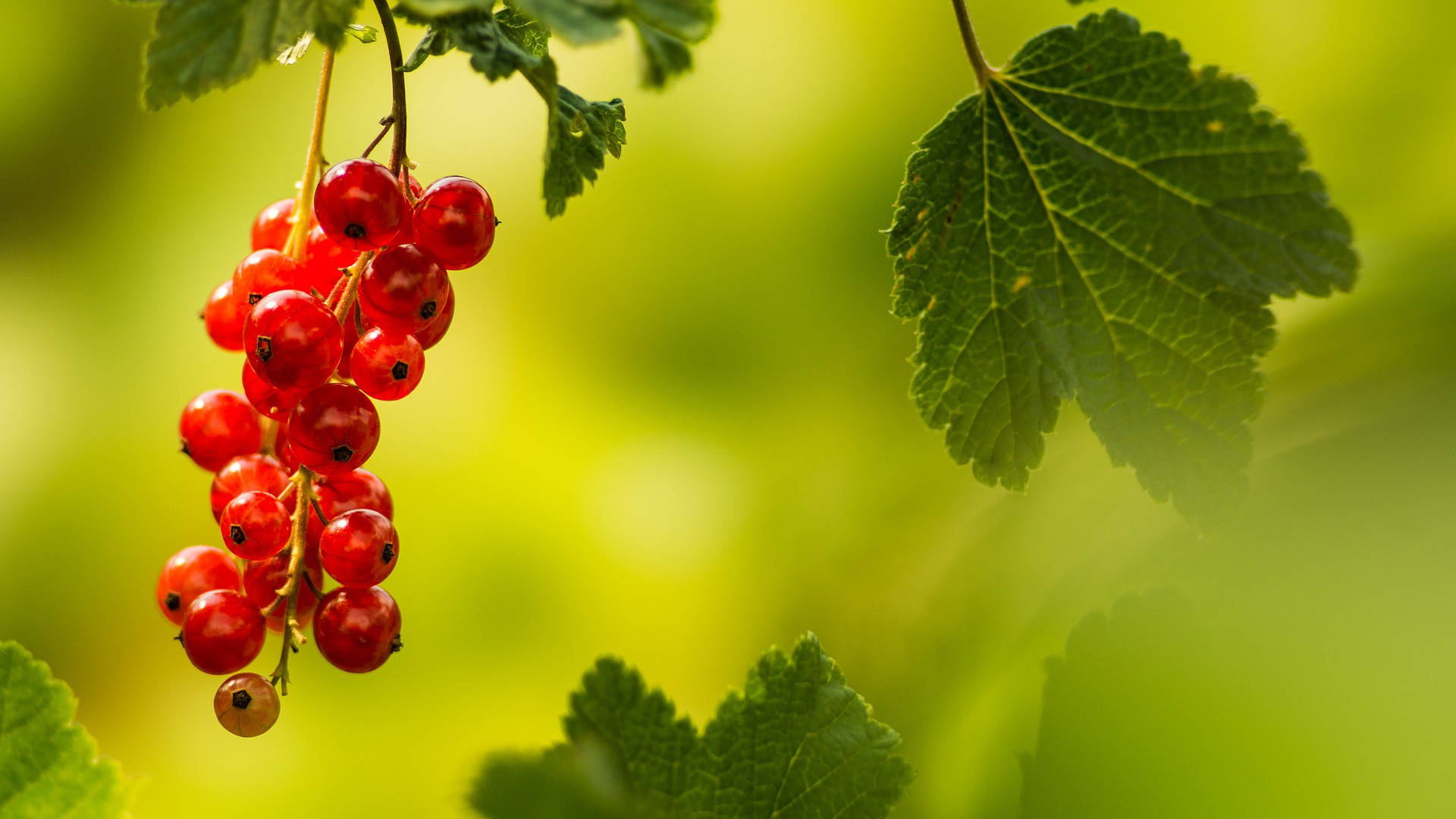 Succulent Red Currants Hanging On Branch Background