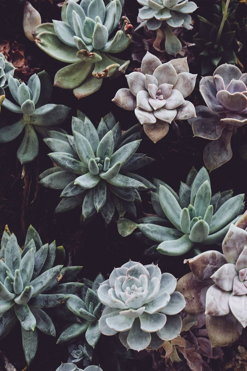 Succulents Beautiful Phone Background