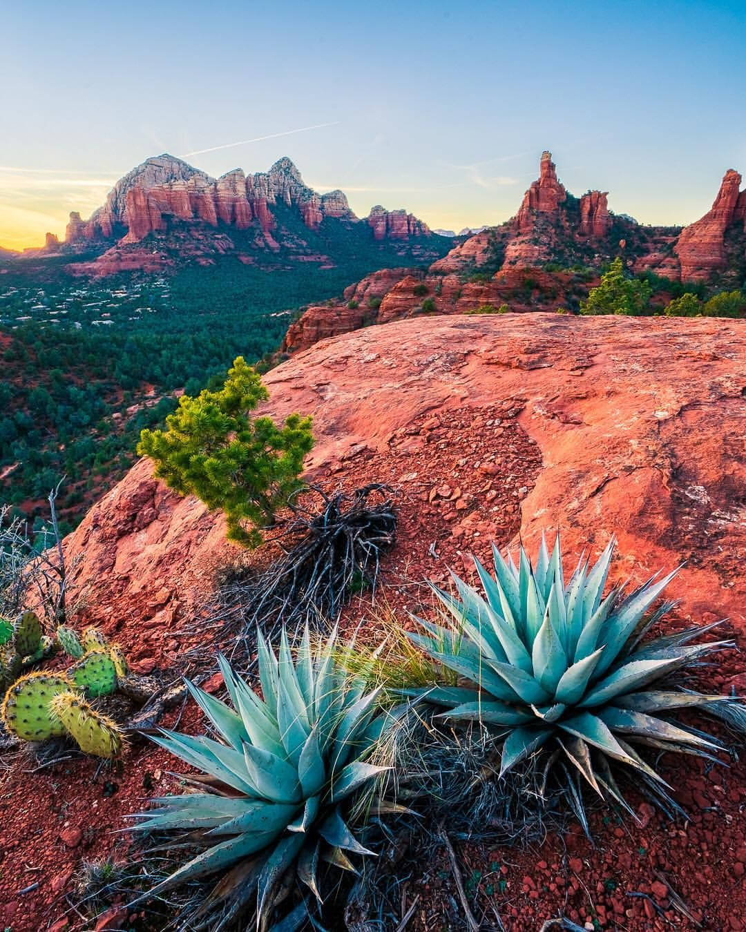 Succulents In Sonoran Desert Arizona