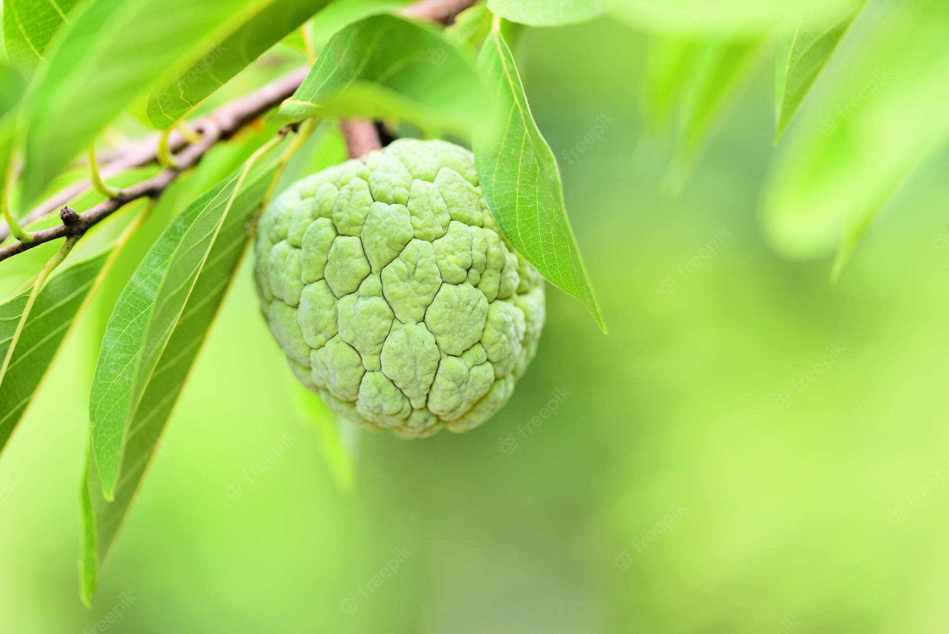 Sugar Apple Cute Lock Screen Background