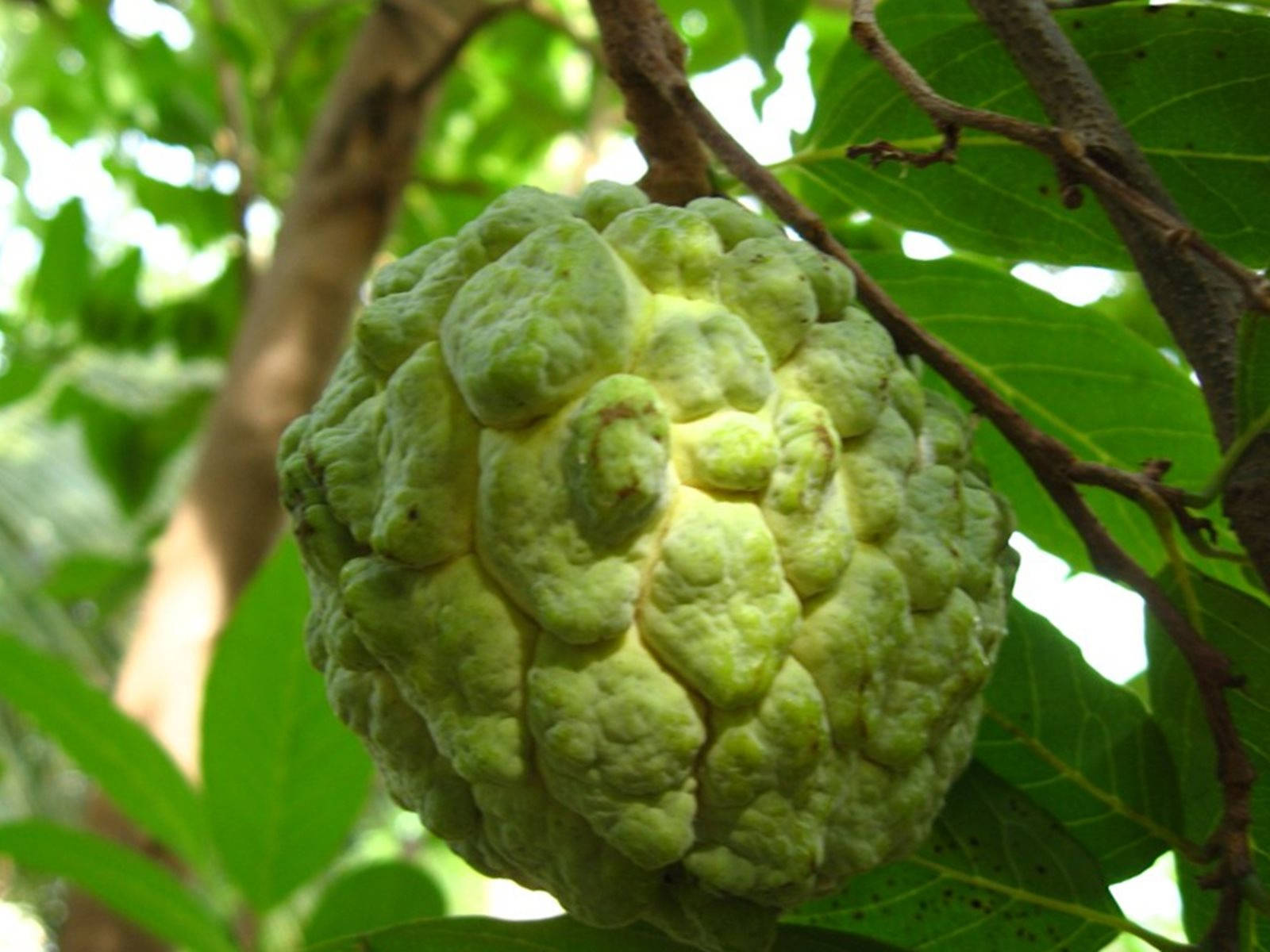 Sugar Apple Extraordinary Shape Background