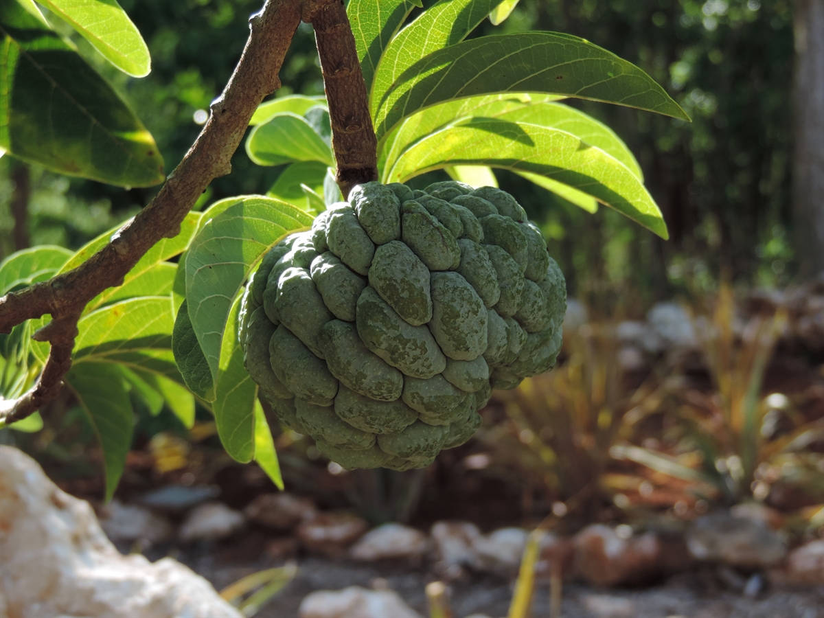 Sugar Apple Fruit Flavorful