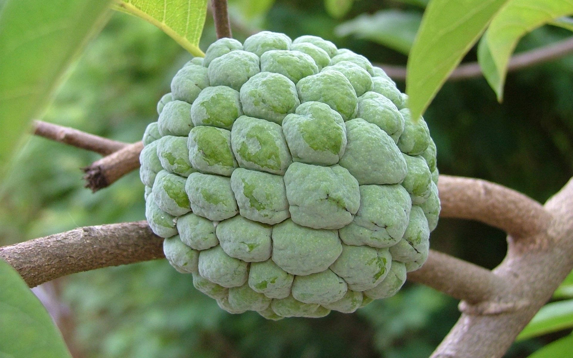 Sugar Apple Heart-shaped Fruit Background