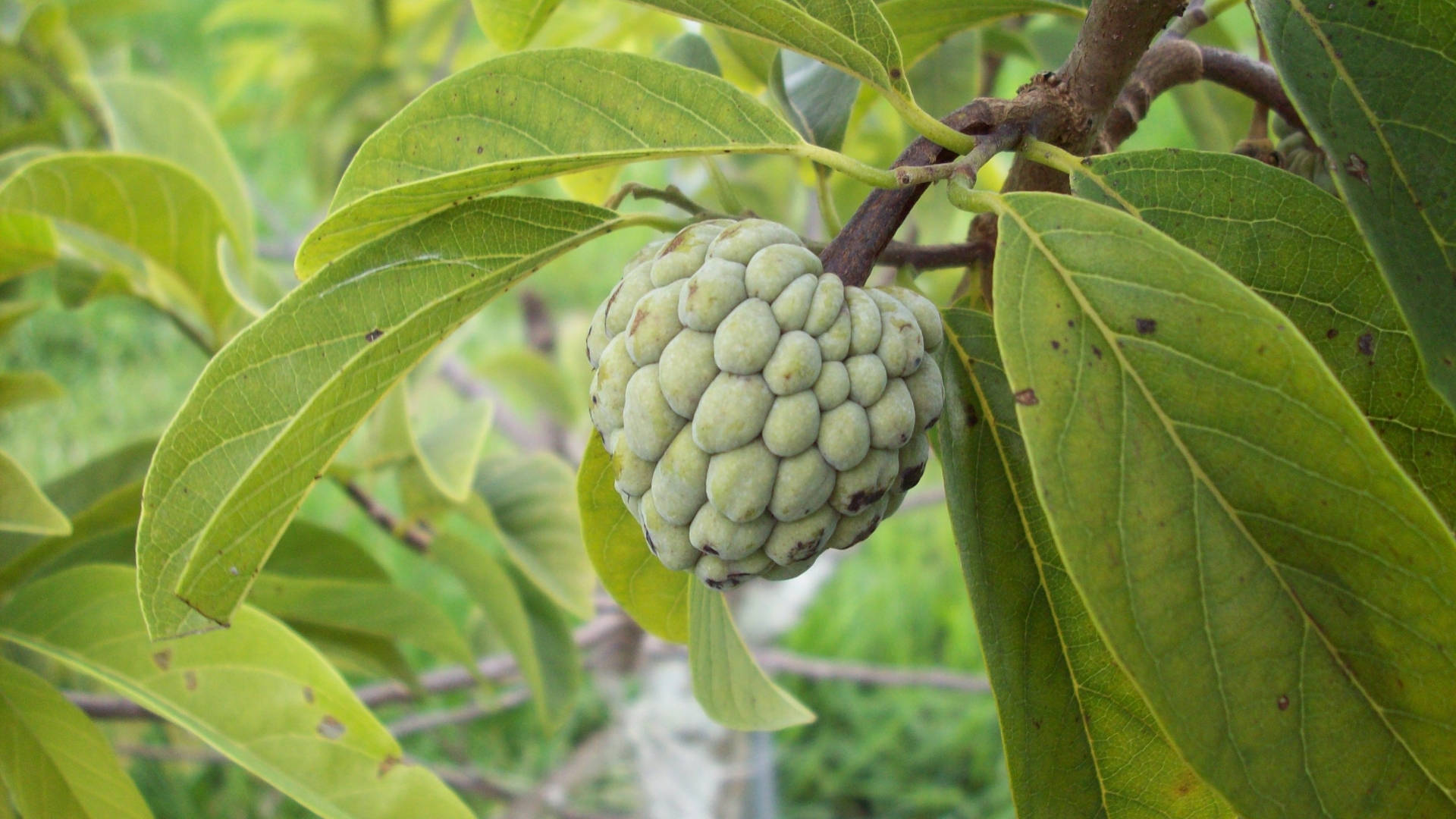 Sugar Apple Known As Custard Apple