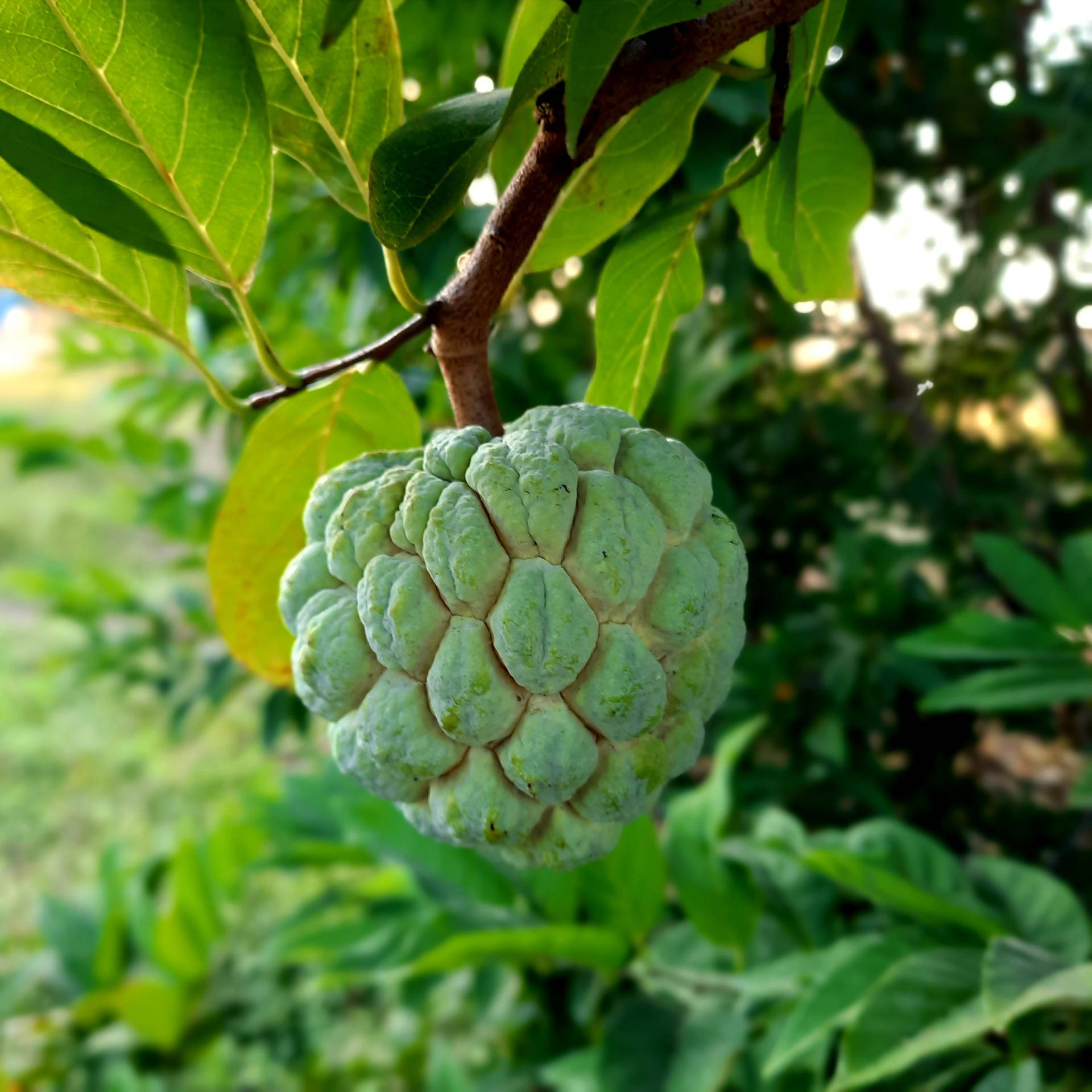 Sugar Apple Professional Photography Background