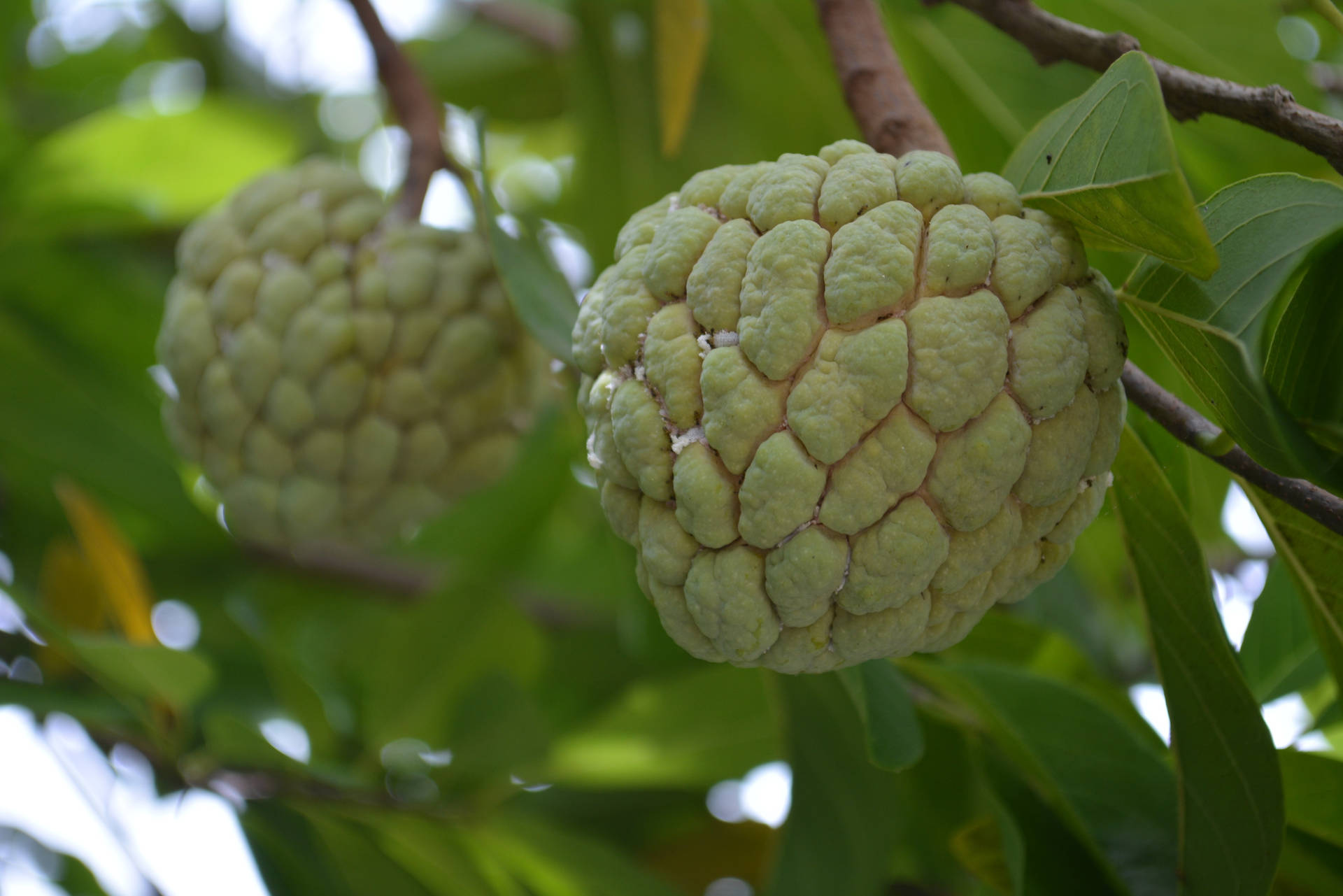 Sugar Apple Species Of Annona Background