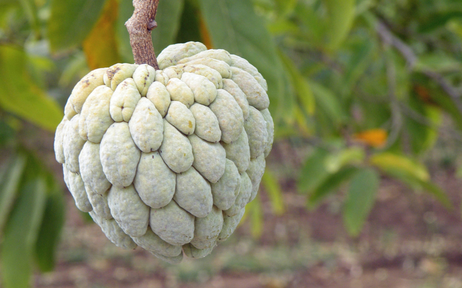 Sugar Apple Unique Tropical Tree Background