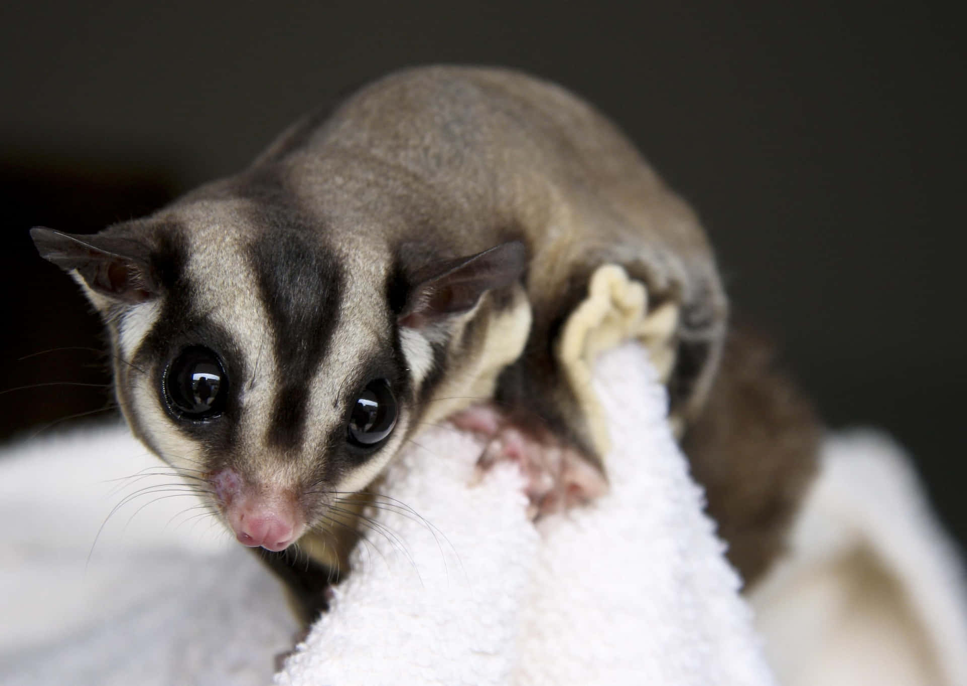 Sugar Glider Closeup Background