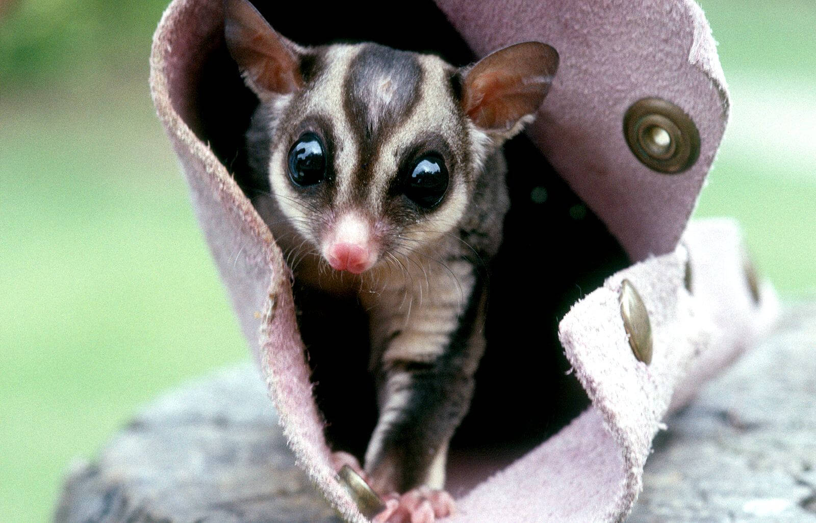 Sugar Glider In Bag Background