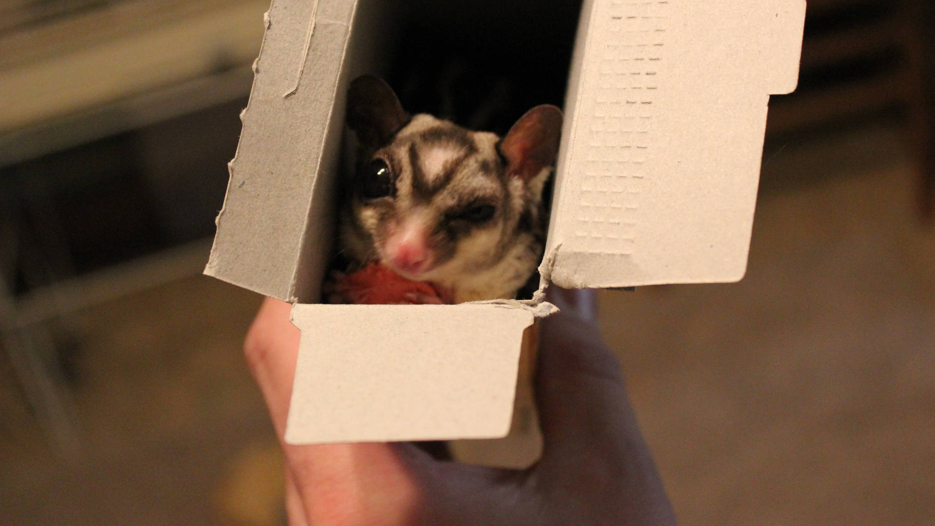 Sugar Glider Peeking From Box Background