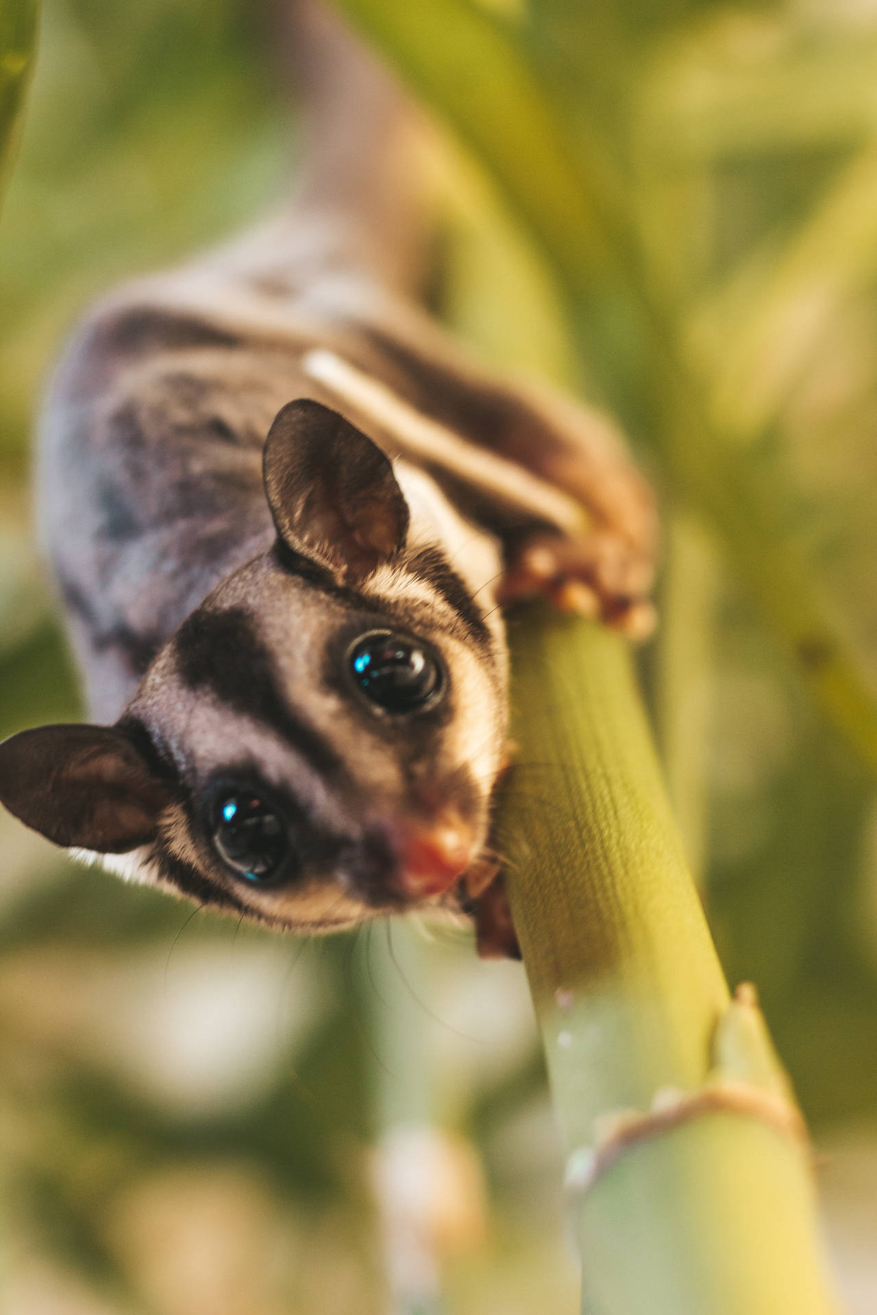 Sugar Glider Says Hi Background