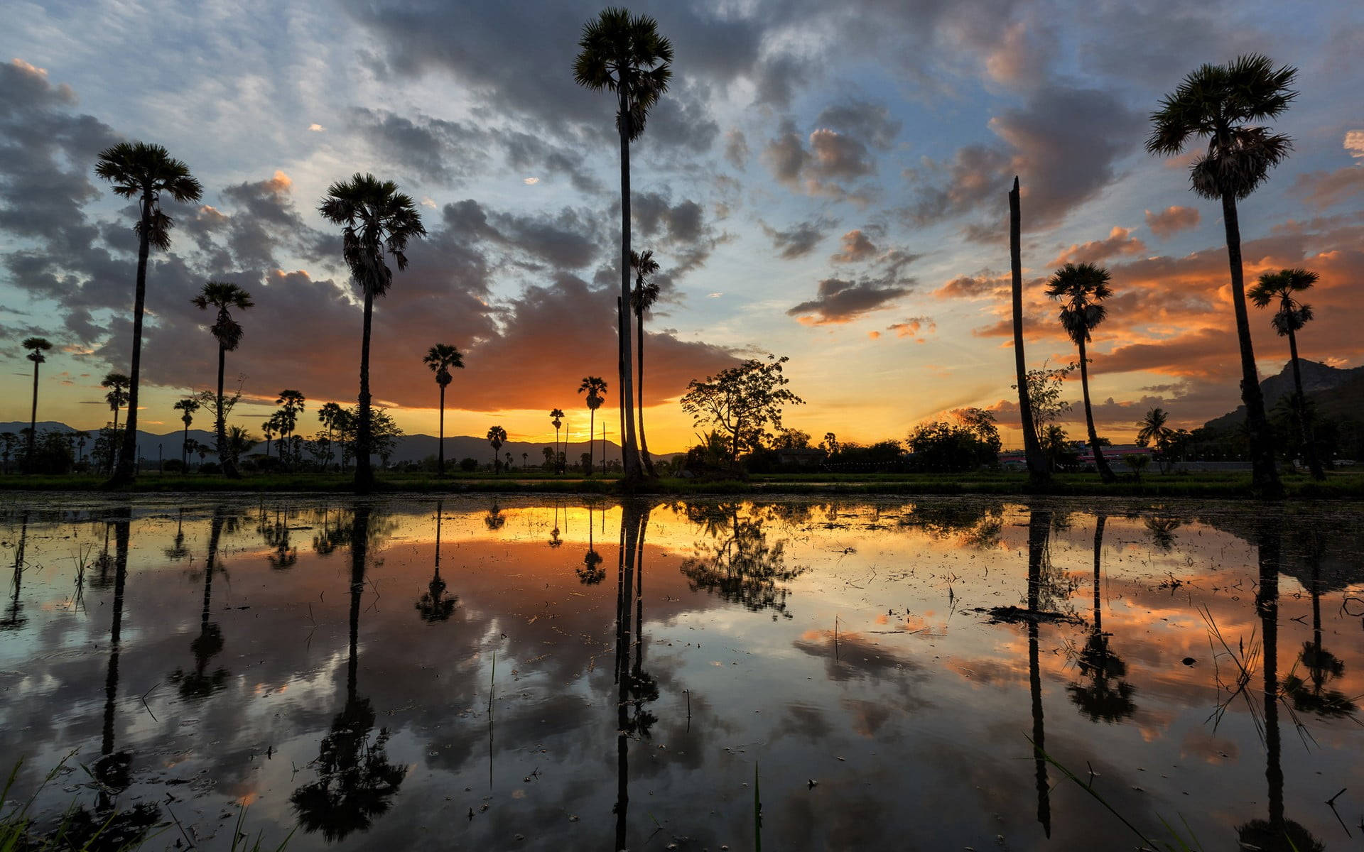 Sugar Palm Tree Sunset Background