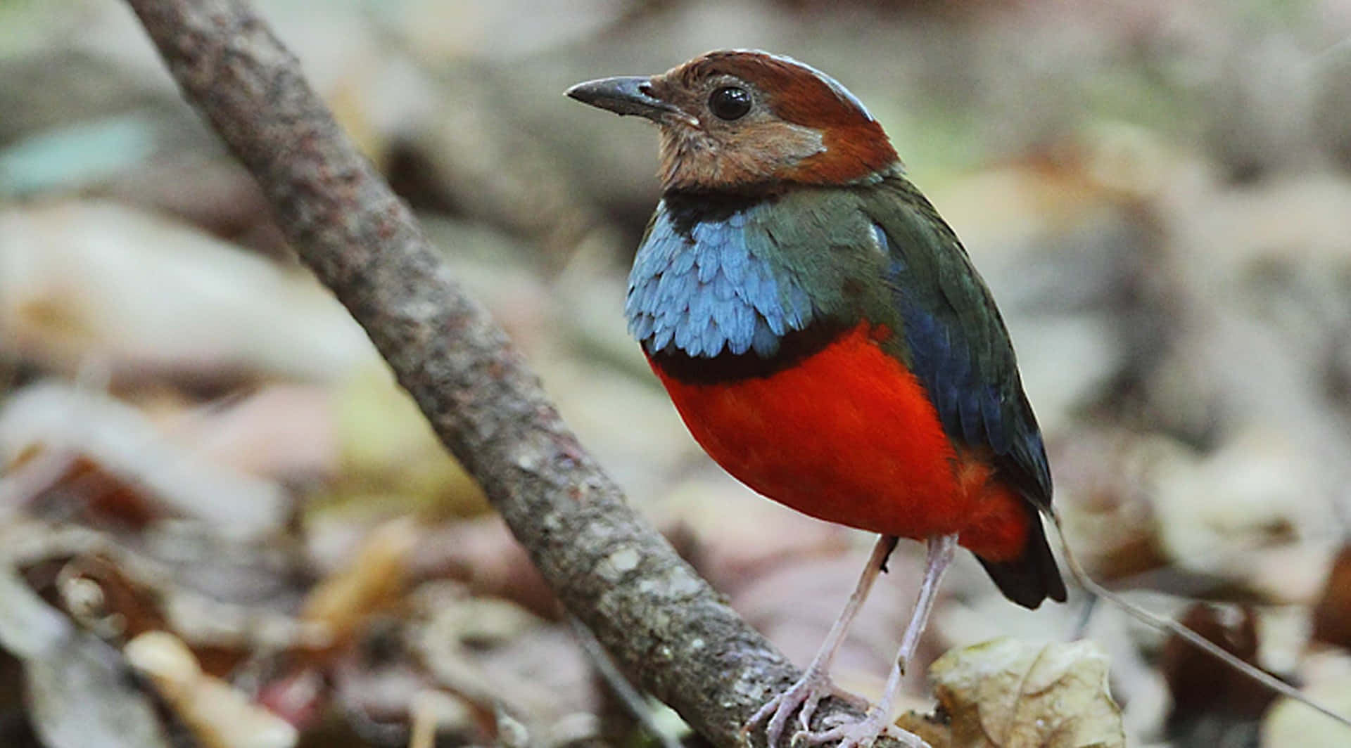 Sulawesi Pitta Bird's Colorful Feathers Background