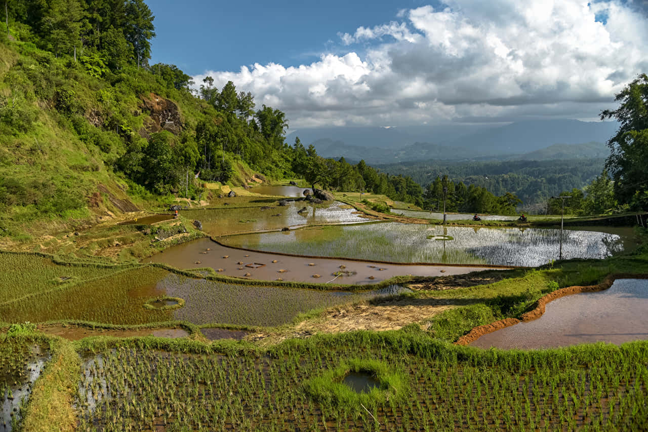 Sulawesi Village Rice Field Background