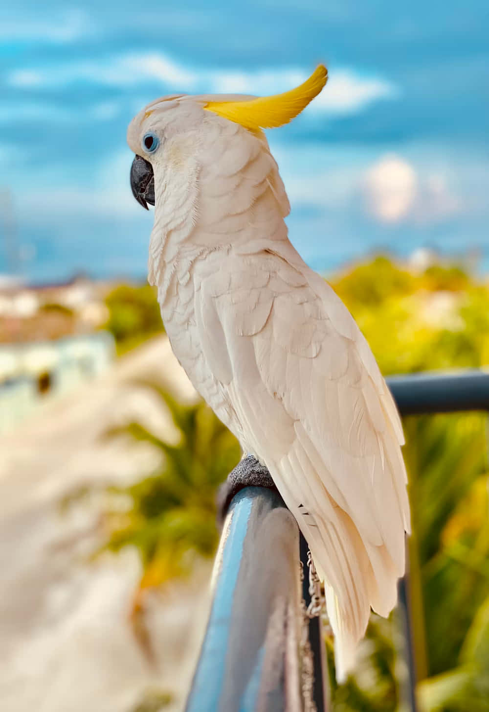 Sulphur Crested Cockatoo Beachside Perch Background