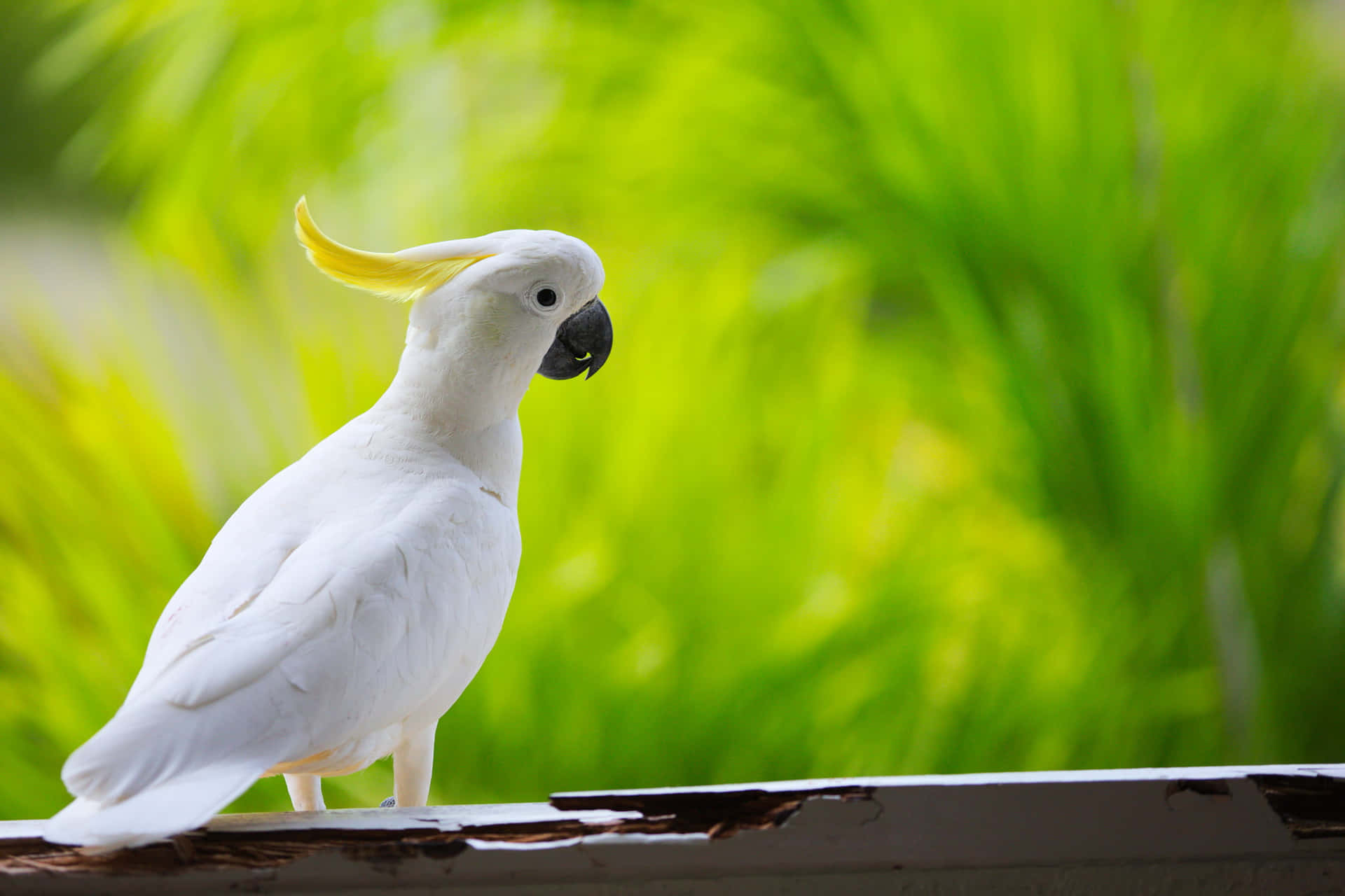 Sulphur Crested Cockatoo Green Backdrop Background