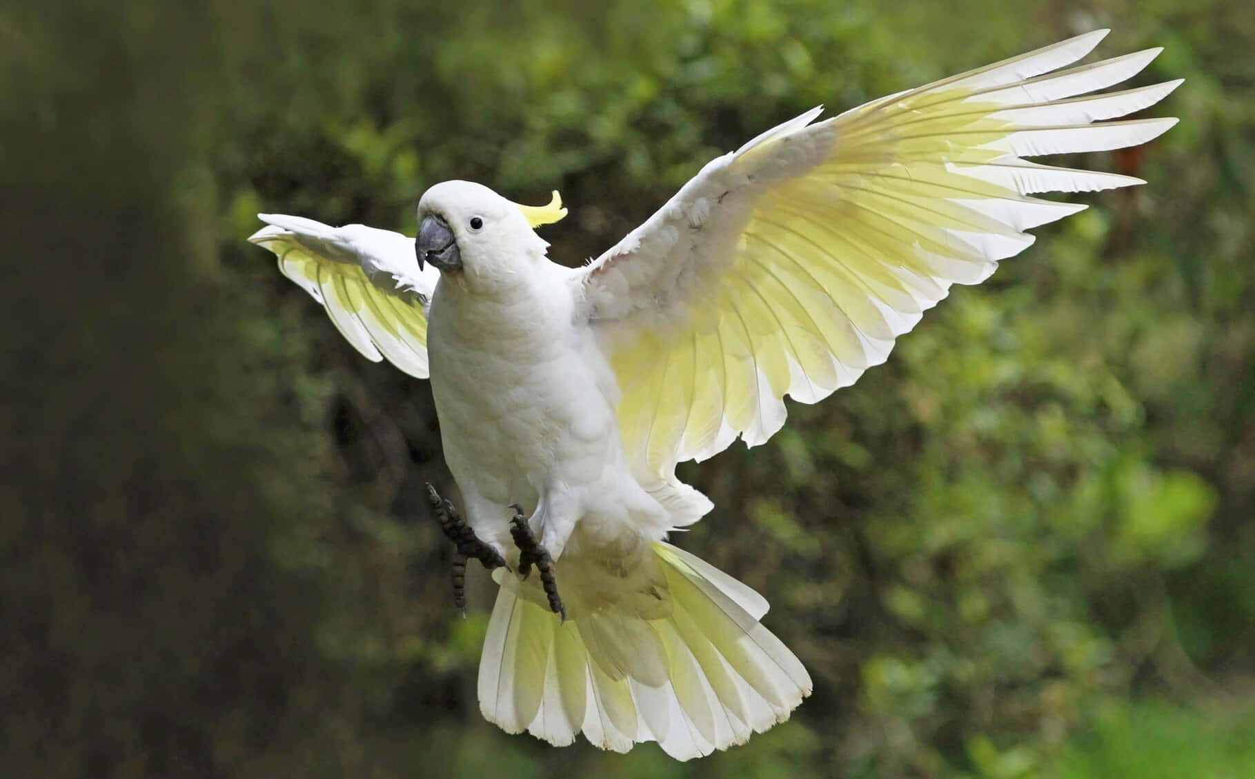 Sulphur Crested Cockatoo In Flight