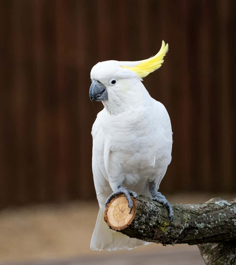 Sulphur Crested Cockatoo Perched