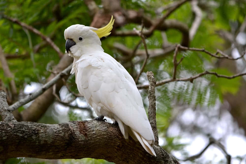 Sulphur Crested Cockatoo Perched