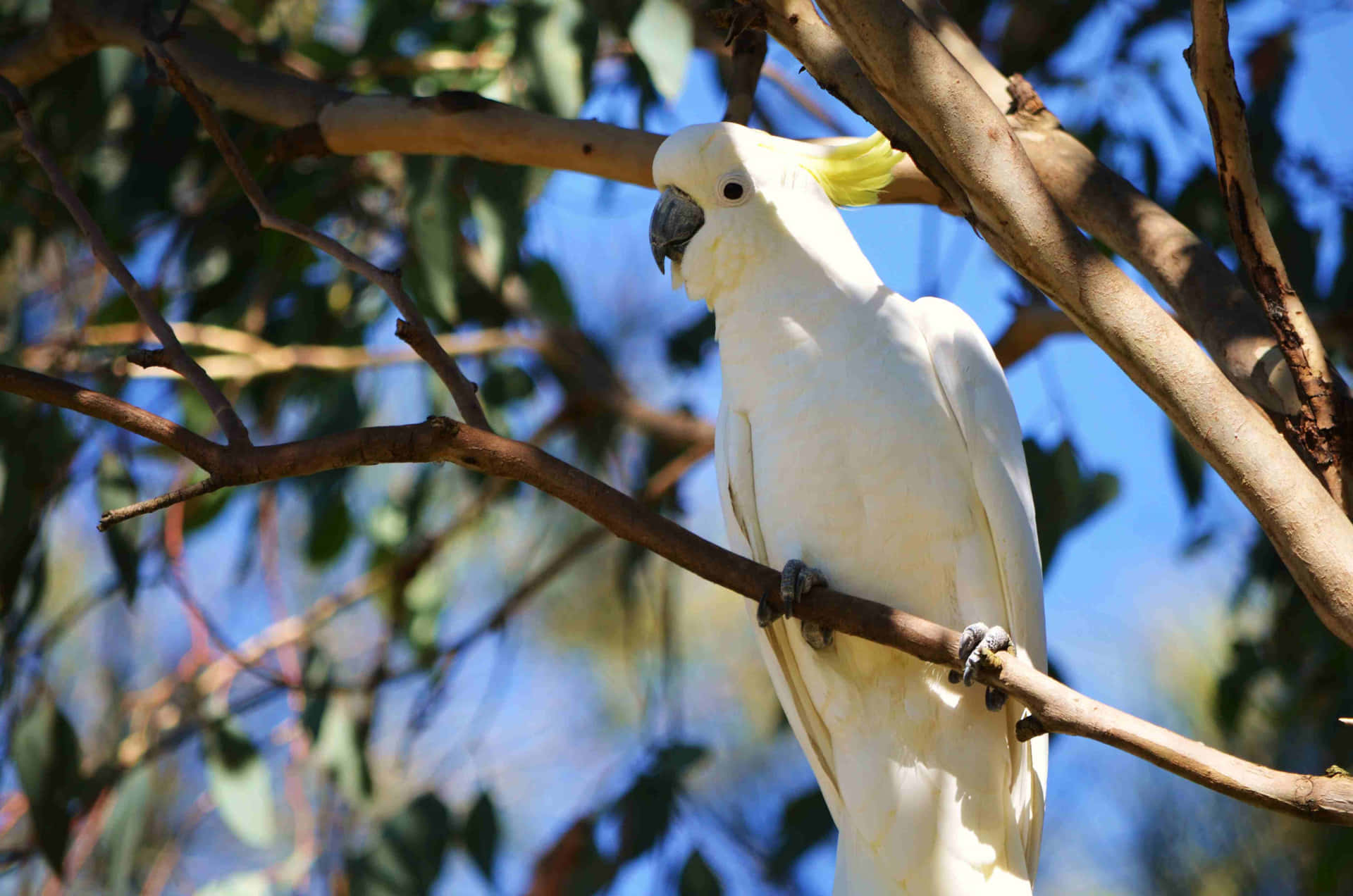 Sulphur Crested Cockatoo Perched Background