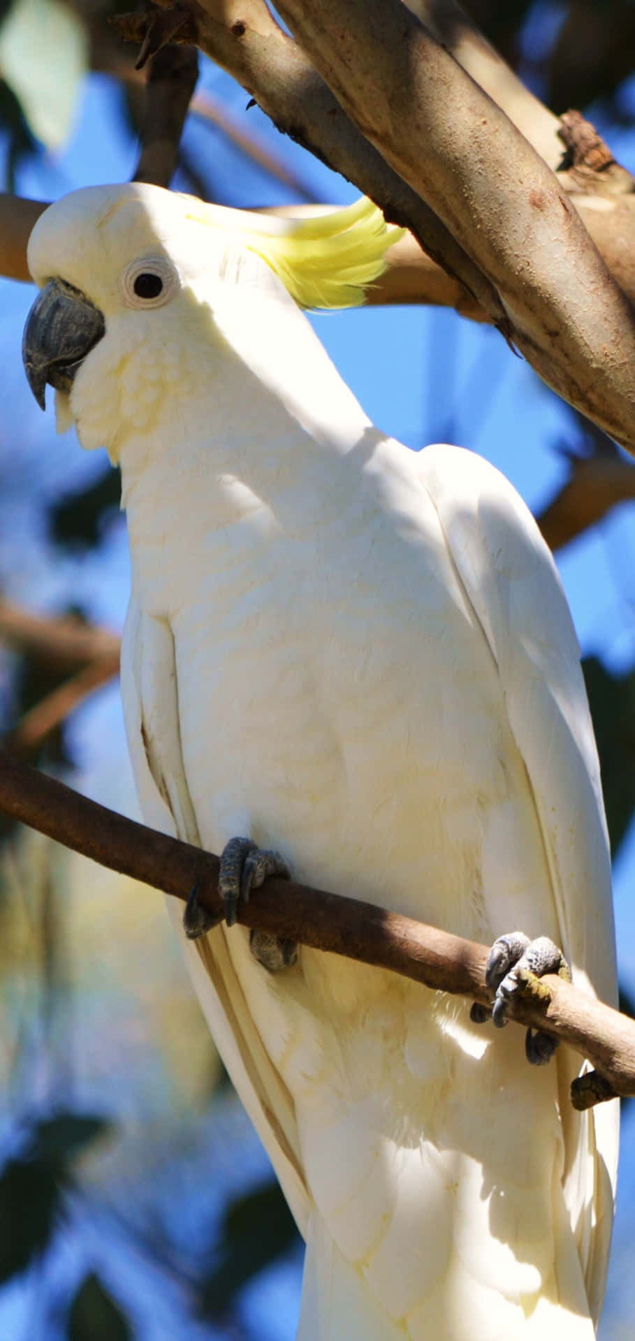 Sulphur Crested Cockatoo Perched