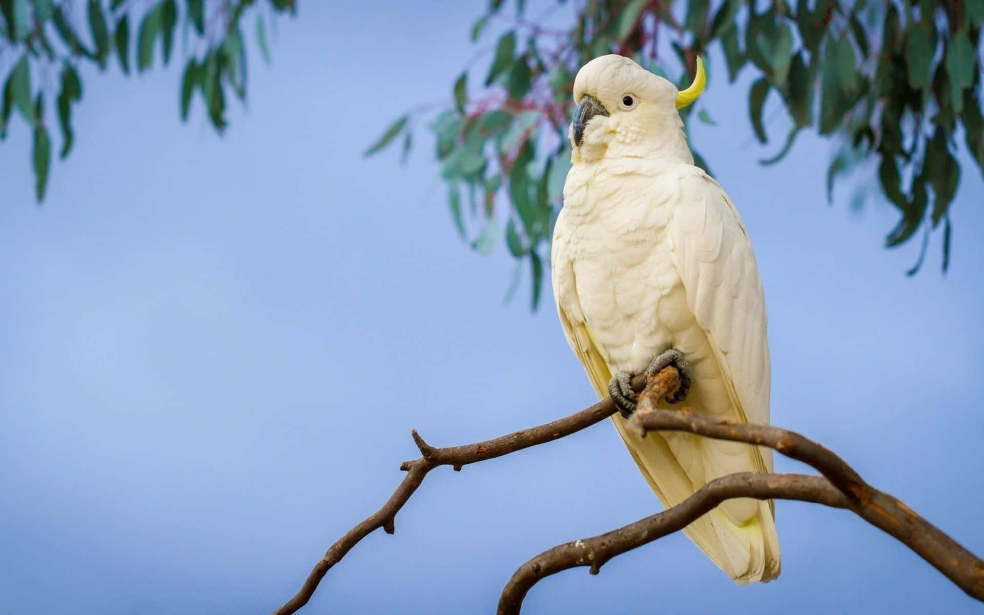 Sulphur Crested Cockatoo Perched Background