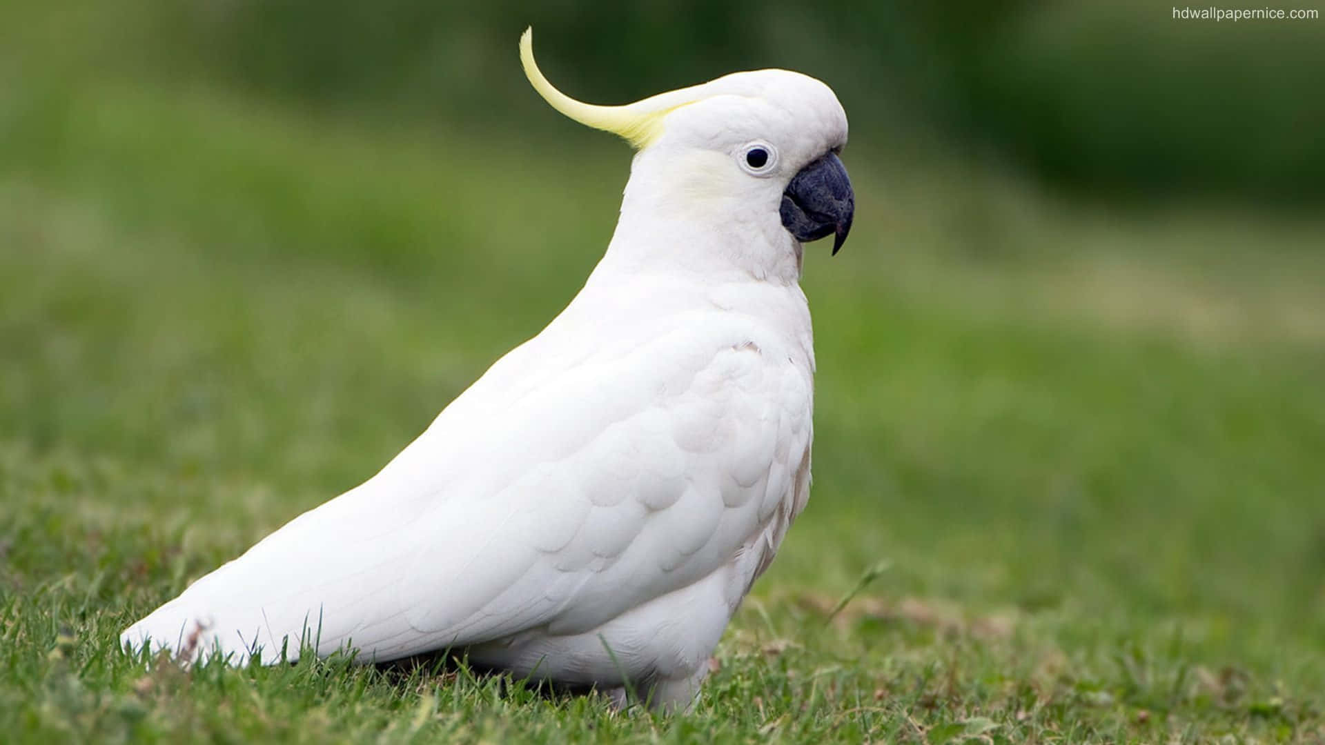 Sulphur Crested Cockatooin Grass Background