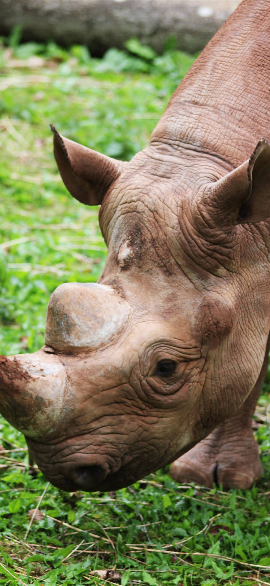 Sumatran Rhinoceros Background