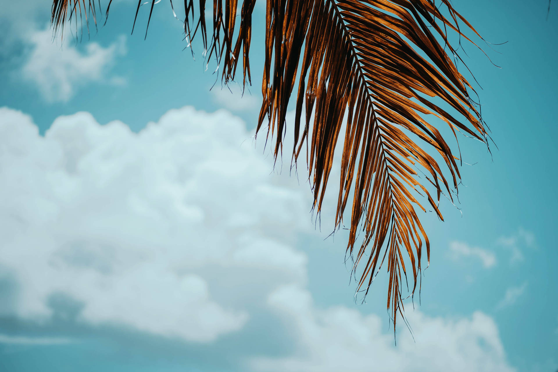 Summer 4k Sky With Palm Tree Background